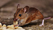 24 Hour & Emergency Exterminators in Ocklawaha, FL